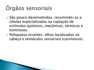  São pouco desenvolvidas, resumindo-se a
células especializadas na captação de
estímulos químicos, mecânicos, térmicos e
luminosos.
 Poliquetos errantes: olhos localizados na
cabeça e tentáculos sensoriais (carnívoros).
 