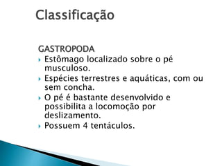 Classificação
GASTROPODA
 Estômago localizado sobre o pé
musculoso.
 Espécies terrestres e aquáticas, com ou
sem concha.
 O pé é bastante desenvolvido e
possibilita a locomoção por
deslizamento.
 Possuem 4 tentáculos.
 