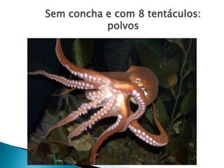 Sem concha e com 8 tentáculos:
polvos
 