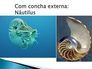 Com concha externa:
Náutilus
 