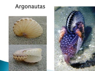 Argonautas
 