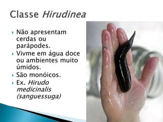 Não apresentam
cerdas ou
parápodes.
 Vivme em água doce
ou ambientes muito
úmidos.
 São monóicos.
 Ex. Hirudo
medicinalis
(sanguessuga)
 
