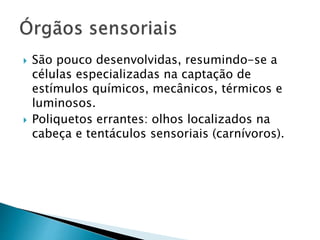  São pouco desenvolvidas, resumindo-se a
células especializadas na captação de
estímulos químicos, mecânicos, térmicos e
luminosos.
 Poliquetos errantes: olhos localizados na
cabeça e tentáculos sensoriais (carnívoros).
 