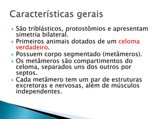  São triblásticos, protostômios e apresentam
simetria bilateral.
 Primeiros animais dotados de um celoma
verdadeiro.
 Possuem corpo segmentado (metâmeros).
 Os metâmeros são compartimentos do
celoma, separados uns dos outros por
septos.
 Cada metâmero tem um par de estruturas
excretoras e nervosas, além de músculos
independentes.
 