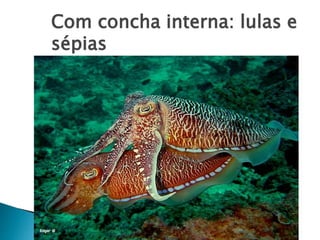 Com concha interna: lulas e
sépias
 