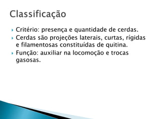  Critério: presença e quantidade de cerdas.
 Cerdas são projeções laterais, curtas, rígidas
e filamentosas constituídas de quitina.
 Função: auxiliar na locomoção e trocas
gasosas.
 