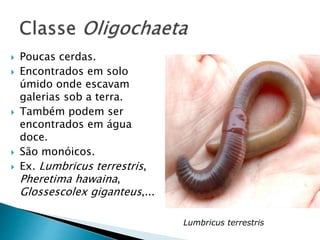  Poucas cerdas.
 Encontrados em solo
úmido onde escavam
galerias sob a terra.
 Também podem ser
encontrados em água
doce.
 São monóicos.
 Ex. Lumbricus terrestris,
Pheretima hawaina,
Glossescolex giganteus,...
Lumbricus terrestris
 