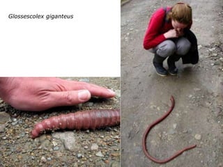 Glossescolex giganteus
 