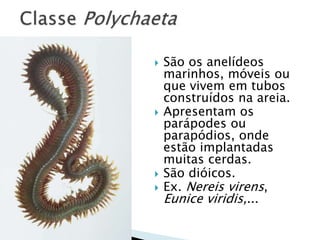  São os anelídeos
marinhos, móveis ou
que vivem em tubos
construídos na areia.
 Apresentam os
parápodes ou
parapódios, onde
estão implantadas
muitas cerdas.
 São dióicos.
 Ex. Nereis virens,
Eunice viridis,...
 