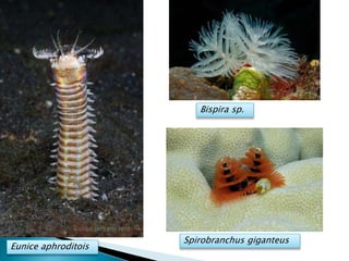 Eunice aphroditois
Bispira sp.
Spirobranchus giganteus
 