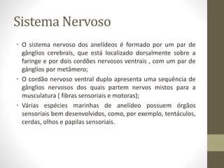 Sistema Nervoso
• O sistema nervoso dos anelídeos é formado por um par de
gânglios cerebrais, que está localizado dorsalmente sobre a
faringe e por dois cordões nervosos ventrais , com um par de
gânglios por metâmero;
• O cordão nervoso ventral duplo apresenta uma sequência de
gânglios nervosos dos quais partem nervos mistos para a
musculatura ( fibras sensoriais e motoras);
• Várias espécies marinhas de anelídeo possuem órgãos
sensoriais bem desenvolvidos, como, por exemplo, tentáculos,
cerdas, olhos e papilas sensoriais.
 
