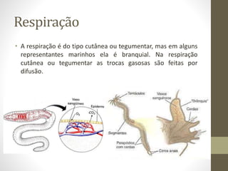 Respiração
• A respiração é do tipo cutânea ou tegumentar, mas em alguns
representantes marinhos ela é branquial. Na respiração
cutânea ou tegumentar as trocas gasosas são feitas por
difusão.
 