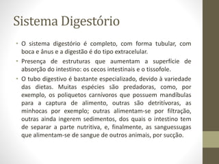 Sistema Digestório
• O sistema digestório é completo, com forma tubular, com
boca e ânus e a digestão é do tipo extracelular.
• Presença de estruturas que aumentam a superfície de
absorção do intestino: os cecos intestinais e o tissofole.
• O tubo digestivo é bastante especializado, devido à variedade
das dietas. Muitas espécies são predadoras, como, por
exemplo, os poliquetos carnívoros que possuem mandíbulas
para a captura de alimento, outras são detritívoras, as
minhocas por exemplo; outras alimentam-se por filtração,
outras ainda ingerem sedimentos, dos quais o intestino tem
de separar a parte nutritiva, e, finalmente, as sanguessugas
que alimentam-se de sangue de outros animais, por sucção.
 