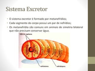 Sistema Excretor
• O sistema excretor é formado por metanefrídios;
• Cada segmento do corpo possui um par de nefrídios;
• Os metanefrídio são comuns em animais de simetria bilateral
que não precisam conservar água.
 