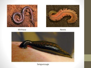 Minhoca Nereis
Sanguessuga
 