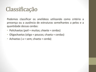 Classificação
Podemos classificar os anelídeos utilizando como critério a
presença ou a ausência de estruturas semelhantes a pelos e a
quantidade dessas cerdas:
• Polichaetas (poli = muitas; chaeta = cerdas)
• Oligochaetas (oligo = poucos; chaeta = cerdas)
• Achaetas ( a = sem; chaeta = cerda)
 