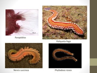 Parapódios
Poliqueta-fogo
Phyllodoce roseaNereis succinea
 