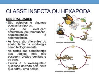 CLASSE INSECTA OU HEXAPODA
GENERALIDADES
• São ovíparos e algumas
poucas larvíporas.
• Tipos de evolução:
ametabolia, paurometabolia,
hemimetabolia e
holometabolia.
• As lavas são diferentes do
adulto tanto na morfologia
como biologicamente.
• As ninfas são semelhantes
aos adultos, mas não
possuem órgãos genitais e
as asas.
• Exúvia é o exoesqueleto
quitinoso deixado pela ninfa
que sofreu uma ecdise.
 
