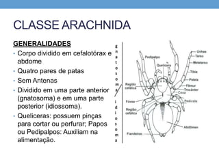 CLASSE ARACHNIDA
GENERALIDADES
• Corpo dividido em cefalotórax e
abdome
• Quatro pares de patas
• Sem Antenas
• Dividido em uma parte anterior
(gnatosoma) e em uma parte
posterior (idiossoma).
• Queliceras: possuem pinças
para cortar ou perfurar; Papos
ou Pedipalpos: Auxiliam na
alimentação.
 