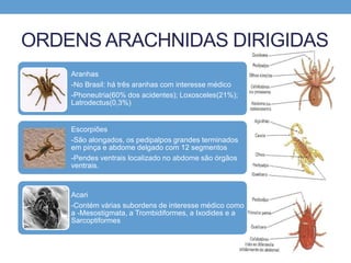 ORDENS ARACHNIDAS DIRIGIDAS
Aranhas
-No Brasil: há três aranhas com interesse médico
-Phoneutria(60% dos acidentes); Loxosceles(21%);
Latrodectus(0,3%)
Escorpiões
-São alongados, os pedipalpos grandes terminados
em pinça e abdome delgado com 12 segmentos
-Pendes ventrais localizado no abdome são órgãos
ventrais.
Acari
-Contém várias subordens de interesse médico como
a -Mesostigmata, a Trombidiformes, a Ixodides e a
Sarcoptiformes
 