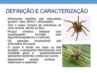 DEFINIÇÃO E CARACTERIZAÇÃO
• Arthropoda significa pés articulados
(podos = pés; arthro = articulação).
• Tem o maior número de indivíduos do
reino animal, dentre os filos.
• Possui simetria bilateral com
exoesqueleto formado pelo
tegumento(epiderme e cutícula).
• Os apendes locomotores são
articulados em pares.
• O corpo é divido em duas ou três
porções, e apresenta internamente uma
cavidade geral e superficialmente
apresenta escleritos unidos por sulcos.
• Apresentam cerdas, acúleos ,
tubérculos e esporões.
 