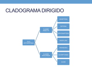 CLADOGRAMA DIRIGIDO
FILO
ARTHROPODA
CLASSE
INSECTA
HEMIPTERA
DIPTERA
SIPHONAPTERA
ANOPLURA
CLASSE
ARACHNIDA
ARANEIDEA
SCORPTONES
ACARI
 
