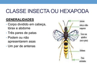 CLASSE INSECTA OU HEXAPODA
GENERALIDADES
• Corpo dividido em cabeça,
tórax e abdome
• Três pares de patas
• Podem ou não
apresentarem asas
• Um par de antenas
 