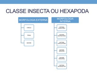 CLASSE INSECTA OU HEXAPODA
MORFOLOGIA EXTERNA
CABEÇA
TÓRAX
ABDOME
MORFOLOGIA
INTERNA
SISTEMA
DIGESTÓRIO
SISTEMA
RESPIRATÓRIO
SISTEMA
CIRCULATÓRIO
SISTEMA
NERVOSO
SISTEMA
SENSORIAL
SISTEMA
REPRODUTOR
 