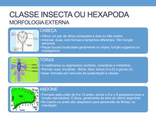 CLASSE INSECTA OU HEXAPODA
MORFOLOGIAEXTERNA
CABEÇA
• Olhos: um par de olhos compostos e dois ou três ocelos
• Antenas: duas, com formas e tamanhos diferentes. Têm função
sensorial
• Peças bucais:localizadas geralmente no clípeo; função sugadora ou
mastigadora
TÓRAX
• 3 metâmeros ou segmentos: protórax, mesotórax e metatórax
• Pernas: coxa, trocânter , fêmur, tíbia, tarsos (3 a 5) e garras (2)
• Asas: formada por nervuras de sustentação e células
ABDOME
• Formado pela união de 8 a 10 anéis, sendo o 8 e o 9 adaptados para a
função reprodutora. O ânus, geralmente de abre do último segmento
• No macho os anéis são adaptados para apreensão da fêmea, na
copulação
 