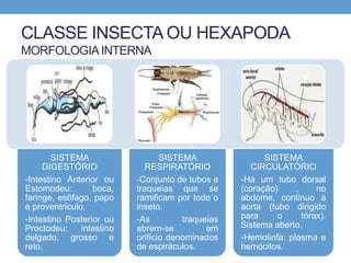CLASSE INSECTA OU HEXAPODA
MORFOLOGIAINTERNA
SISTEMA
DIGESTÓRIO
-Intestino Anterior ou
Estomodeu: boca,
faringe, esôfago, papo
e proventrículo.
-Intestino Posterior ou
Proctodeu: intestino
delgado, grosso e
reto.
SISTEMA
RESPIRATÓRIO
-Conjunto de tubos e
traqueias que se
ramificam por todo o
inseto.
-As traqueias
abrem-se em
orifício denominados
de espiráculos.
SISTEMA
CIRCULATÓRIO
-Há um tubo dorsal
(coração) , no
abdome, continuo a
aorta (tubo dirigido
para o tórax).
Sistema aberto.
-Hemolinfa: plasma e
hemócitos.
 