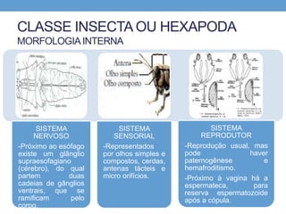 CLASSE INSECTA OU HEXAPODA
MORFOLOGIAINTERNA
SISTEMA
NERVOSO
-Próximo ao esófago
existe um glânglio
supraesofagiano
(cérebro), do qual
partem duas
cadeias de gânglios
ventrais, que se
ramificam pelo
corpo.
SISTEMA
SENSORIAL
-Representados
por olhos simples e
compostos, cerdas,
antenas tácteis e
micro orifícios.
SISTEMA
REPRODUTOR
-Reprodução usual, mas
pode haver
paternogênese e
hemafroditismo.
-Próximo à vagina há a
espermateca, para
reserva espermatozoide
após a cópula.
 
