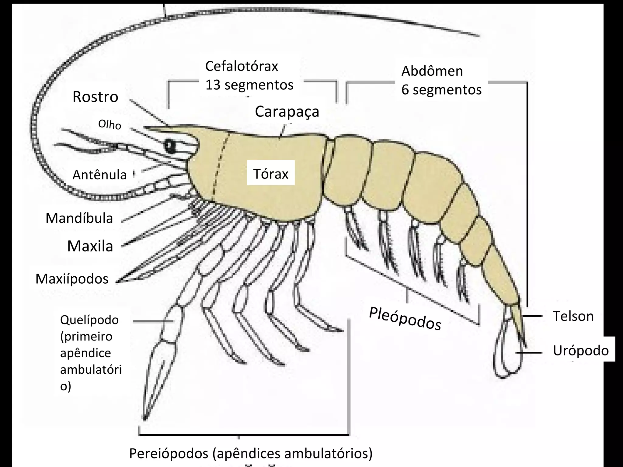 Abdômen 6 segmentos Cefalotórax 13 segmentos Carapaça Rostro Olho Antênula Telson Urópodo Mandíbula Maxila Maxiípodos Quelípodo (primeiro apêndice ambulatório) Tórax Pleópodos Pereiópodos (apêndices ambulatórios) 