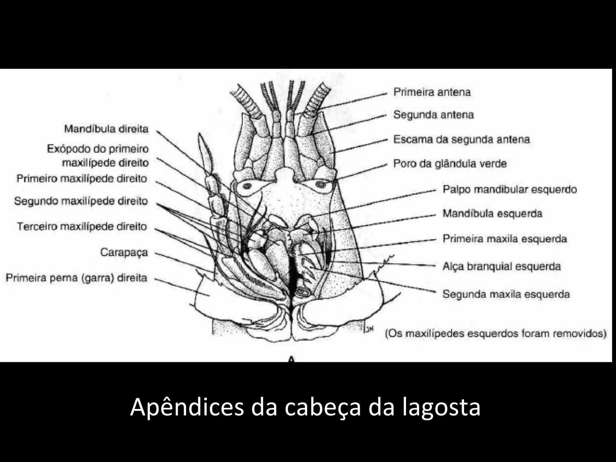Apêndices da cabeça da lagosta 