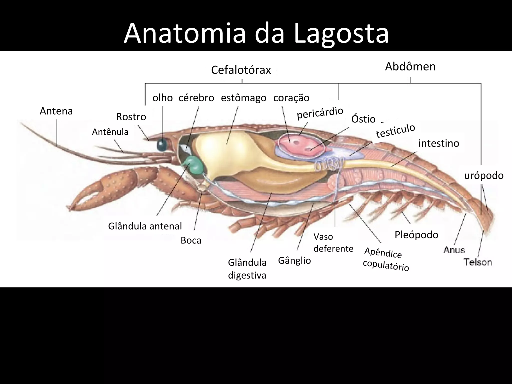 Anatomia da Lagosta Antena Antênula Rostro olho cérebro estômago coração pericárdio Óstio testículo intestino urópodo Glândula antenal Boca Glândula digestiva Gânglio Vaso deferente Apêndice copulatório Pleópodo Cefalotórax Abdômen 
