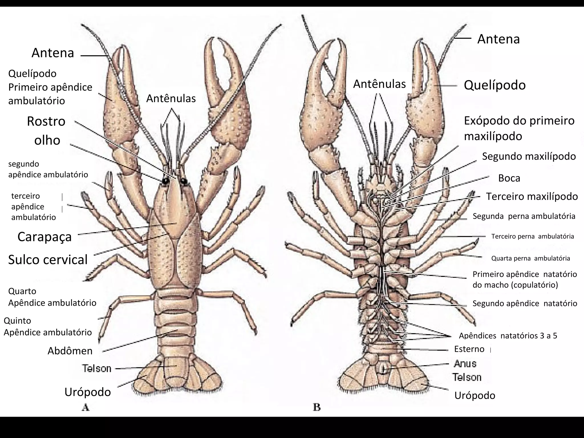 Antena Quelípodo Primeiro apêndice ambulatório Rostro olho segundo apêndice ambulatório terceiro apêndice  ambulatório Carapaça Sulco cervical Quarto Apêndice ambulatório Quinto Apêndice ambulatório Abdômen Antênulas Urópodo Antênulas Antena Quelípodo Exópodo do primeiro maxilípodo Segundo maxilípodo Boca Terceiro maxilípodo Segunda  perna ambulatória Terceiro perna  ambulatória Quarta perna  ambulatória Primeiro apêndice  natatório do macho (copulatório) Segundo apêndice  natatório Apêndices  natatórios 3 a 5 Esterno Urópodo 