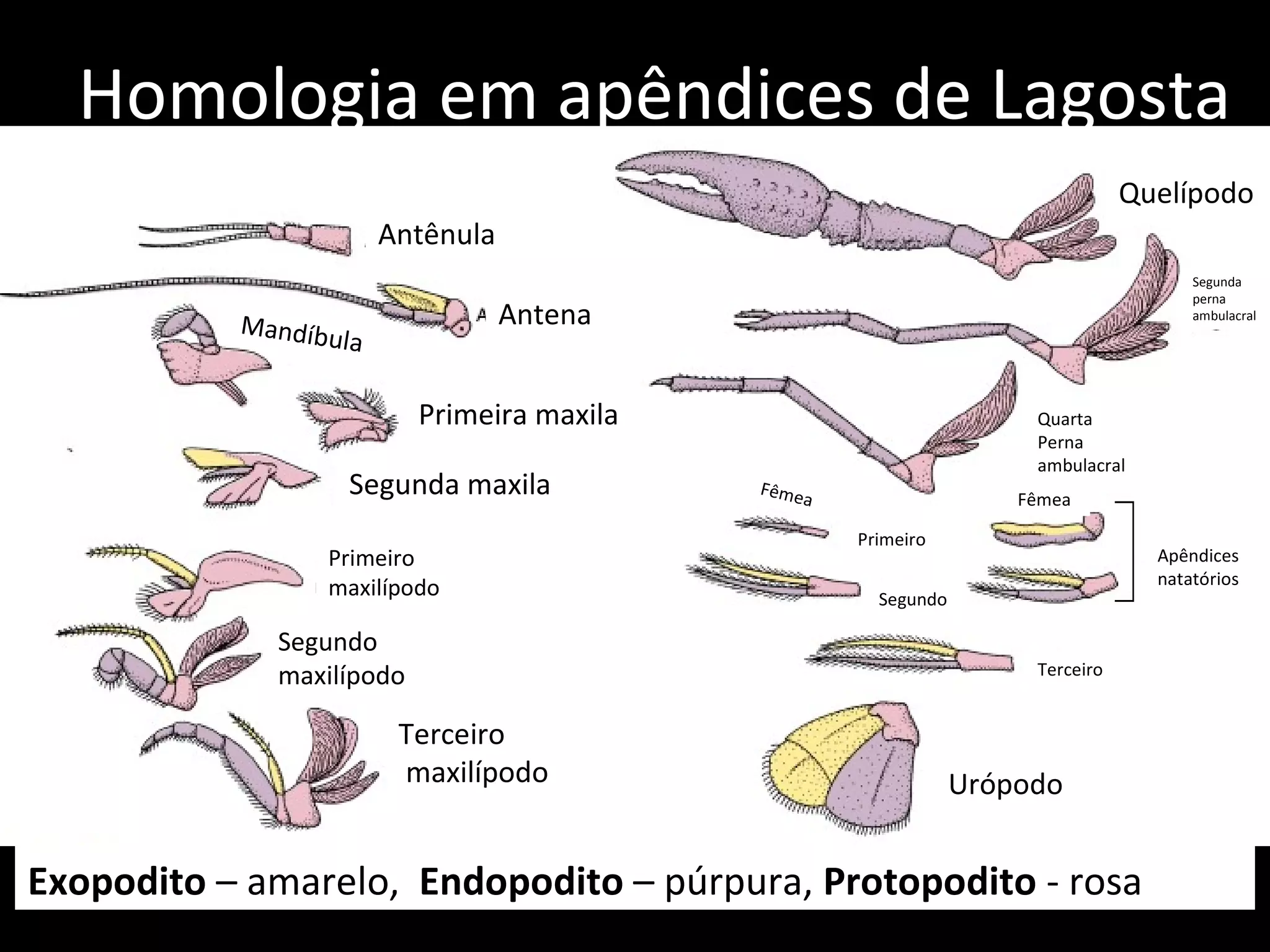 Homologia em apêndices de Lagosta Exopodito  – amarelo,  Endopodito  – púrpura,  Protopodito  - rosa Quelípodo Antênula Antena Mandíbula Primeira maxila Segunda maxila Primeiro  maxilípodo Segundo  maxilípodo Terceiro maxilípodo Urópodo Segunda perna  ambulacral Quarta Perna ambulacral Apêndices natatórios Fêmea Fêmea Primeiro Segundo Terceiro 