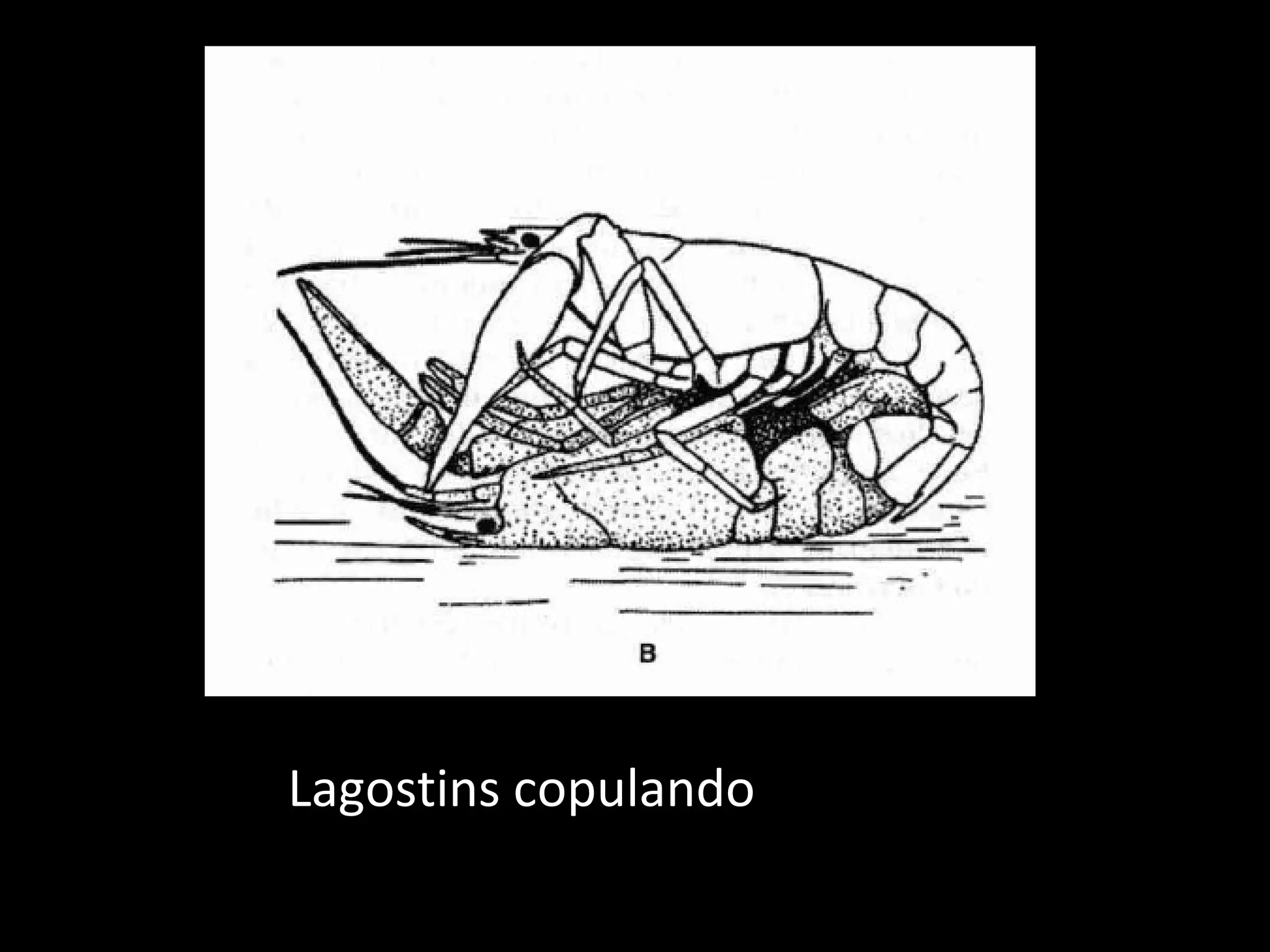Lagostins copulando 