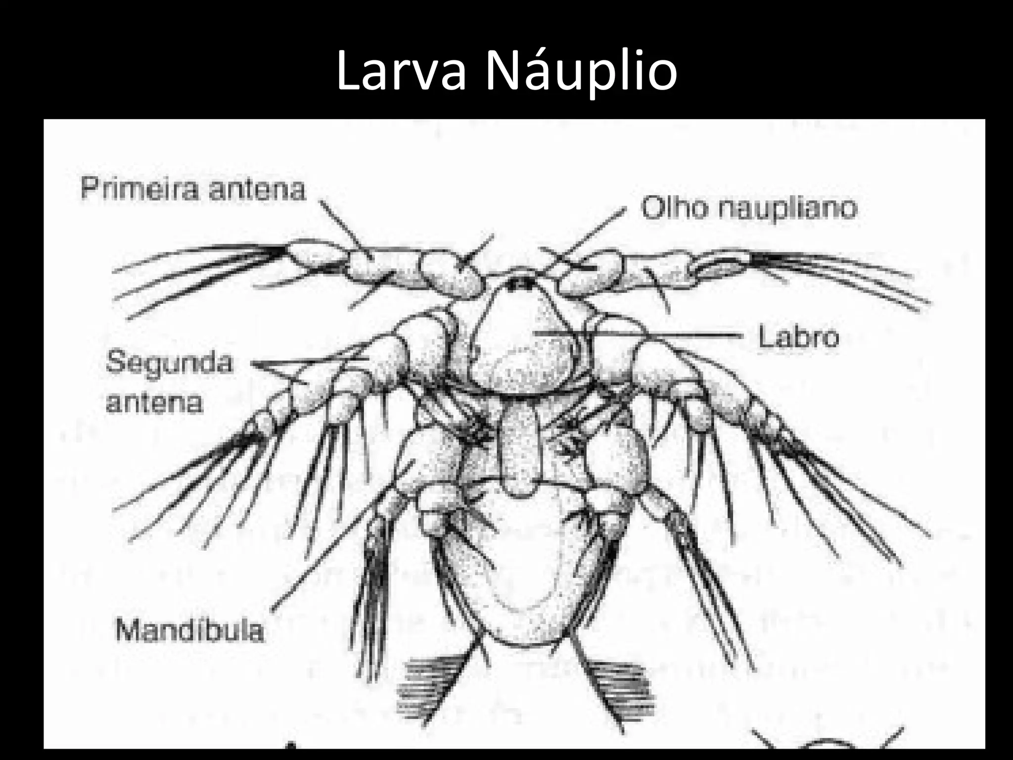 Larva Náuplio Vista ventral de larva naupliana 