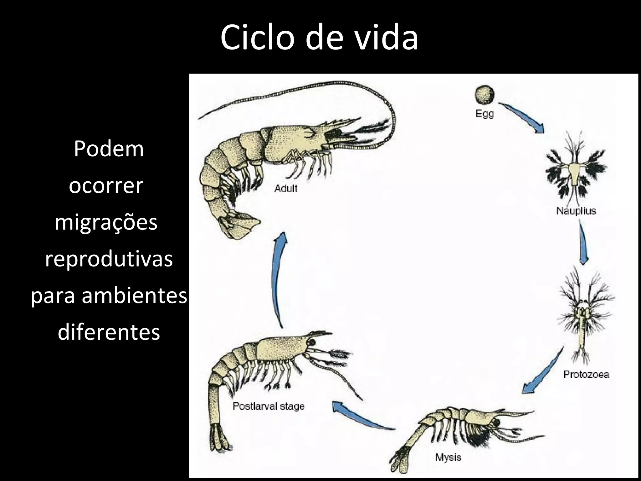 Ciclo de vida Podem ocorrer  migrações  reprodutivas para ambientes diferentes 