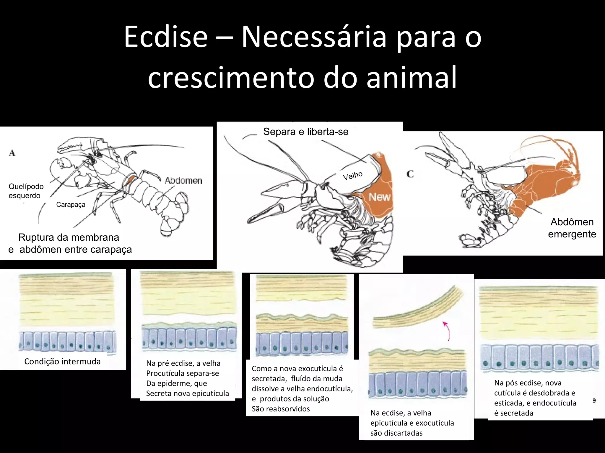 Ecdise – Necessária para o crescimento do animal Quelípodo esquerdo Carapaça Ruptura da membrana  e  abdômen entre carapaça Separa e liberta-se Abdômen emergente Velho Condição intermuda Na pré ecdise, a velha Procutícula separa-se Da epiderme, que  Secreta nova epicutícula Como a nova exocutícula é secretada,  fluído da muda dissolve a velha endocutícula, e  produtos da solução São reabsorvidos Na ecdise, a velha epicutícula e exocutícula são discartadas Na pós ecdise, nova cutícula é desdobrada e esticada, e endocutícula é secretada 
