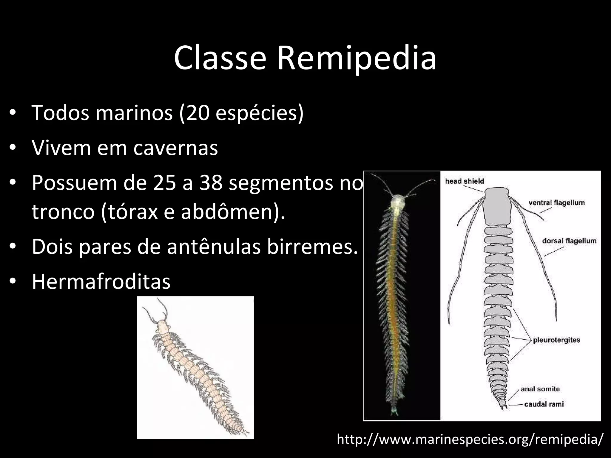 Classe Remipedia Todos marinos (20 espécies) Vivem em cavernas Possuem de 25 a 38 segmentos no tronco (tórax e abdômen). Dois pares de antênulas birremes. Hermafroditas http://www.marinespecies.org/remipedia/ 