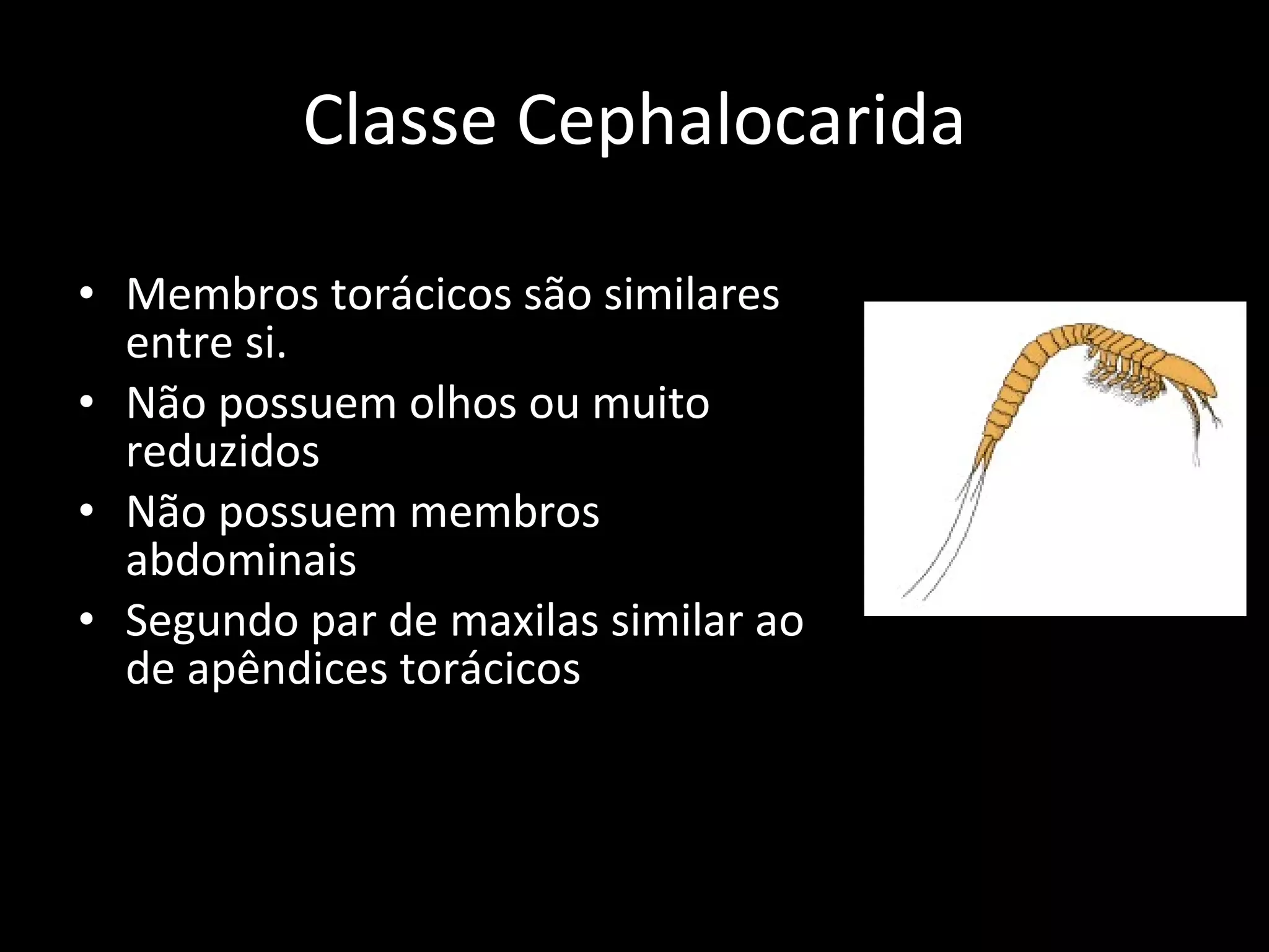 Classe Cephalocarida Membros torácicos são similares entre si. Não possuem olhos ou muito reduzidos Não possuem membros abdominais Segundo par de maxilas similar ao de apêndices torácicos 