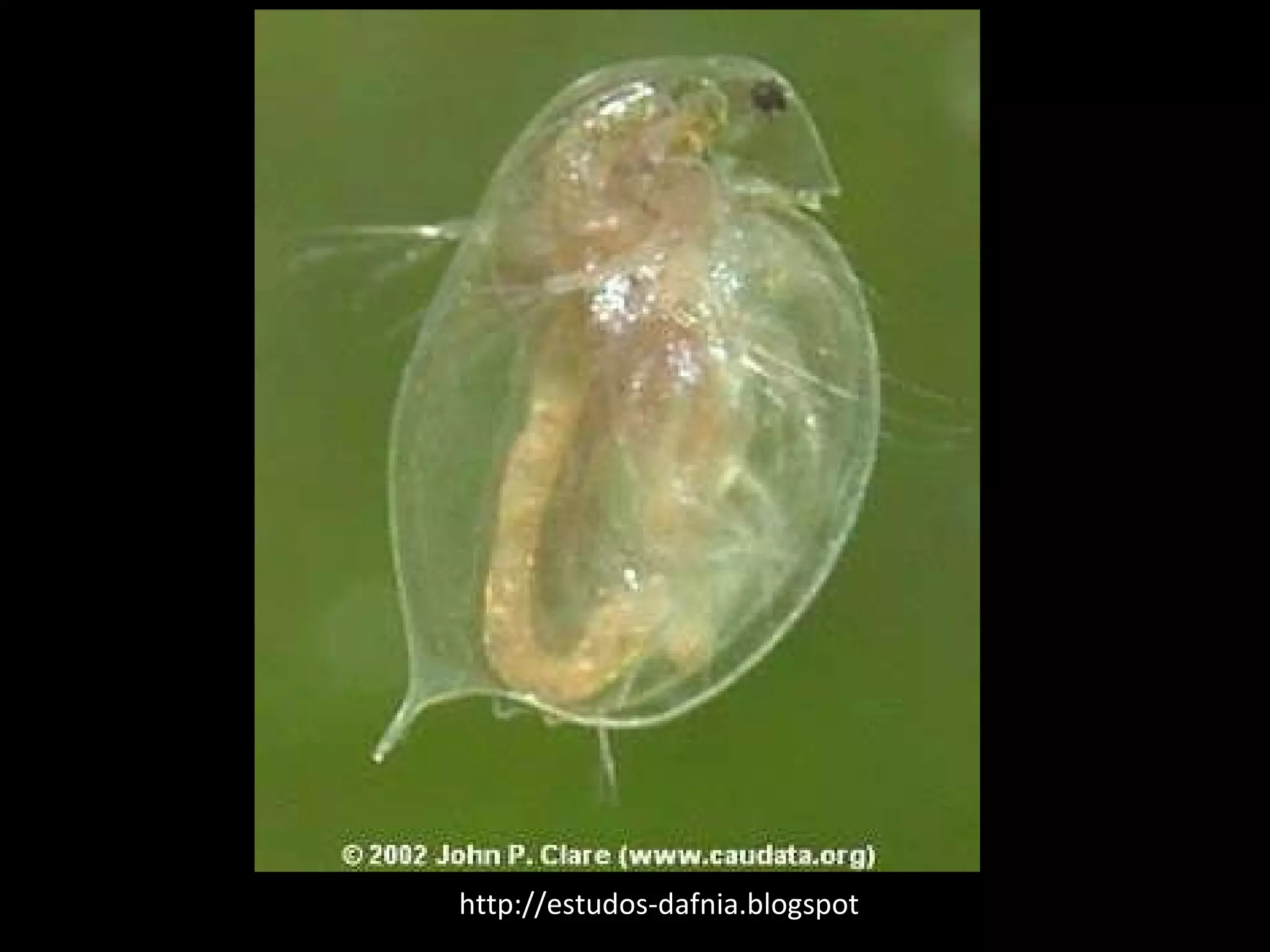 http://estudos-dafnia.blogspot .com/ 