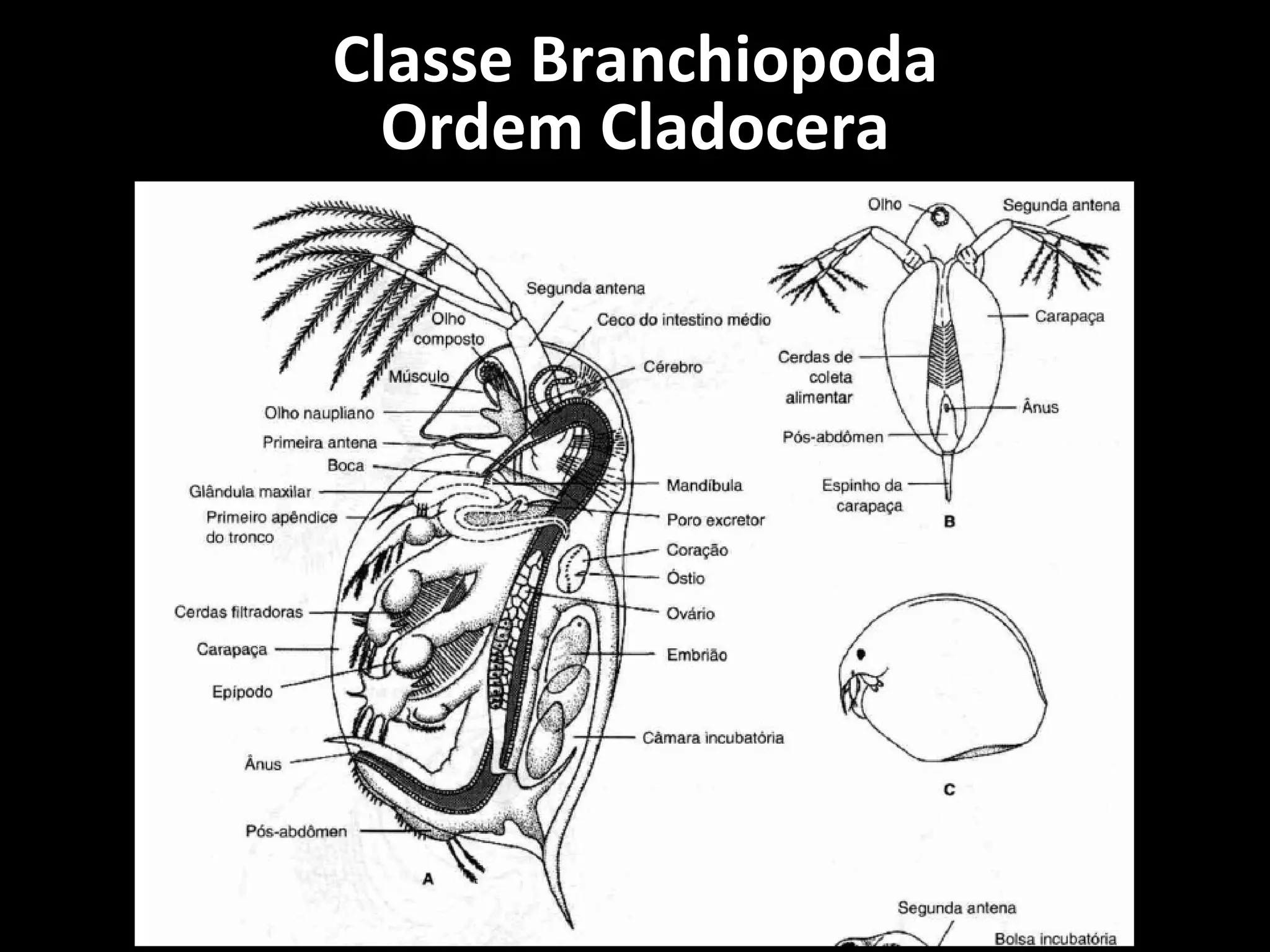 Classe Branchiopoda Ordem Cladocera 