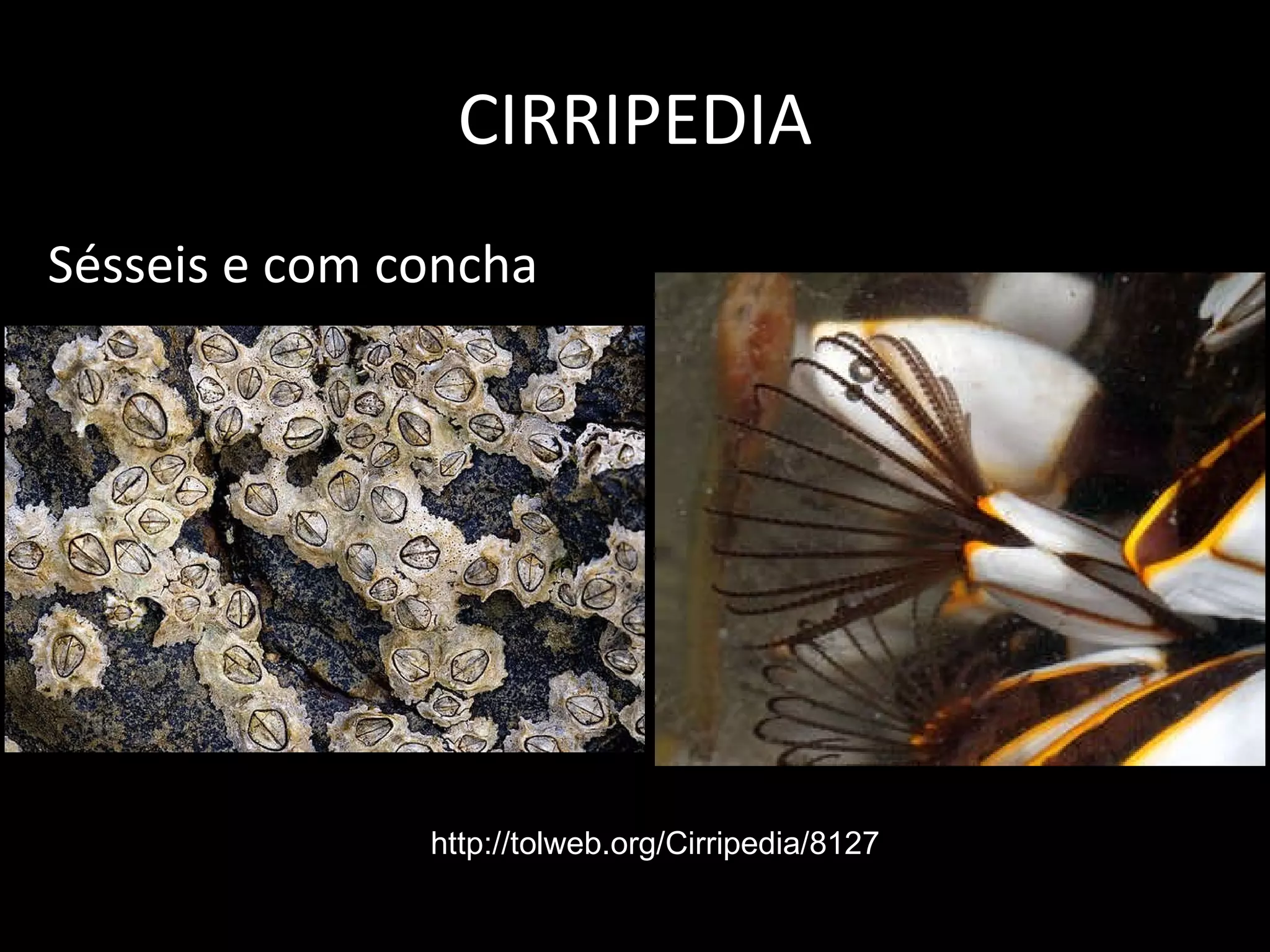 CIRRIPEDIA Sésseis e com concha http://tolweb.org/Cirripedia/8127 