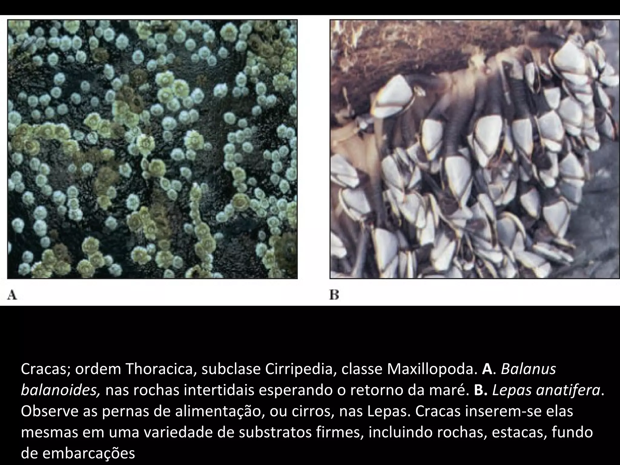Cracas; ordem Thoracica, subclase Cirripedia, classe Maxillopoda.  A .  Balanus balanoides,  nas rochas intertidais esperando o retorno da maré.  B.  Lepas anatifera . Observe as pernas de alimentação, ou cirros, nas Lepas. Cracas inserem-se elas mesmas em uma variedade de substratos firmes, incluindo rochas, estacas, fundo de embarcações 