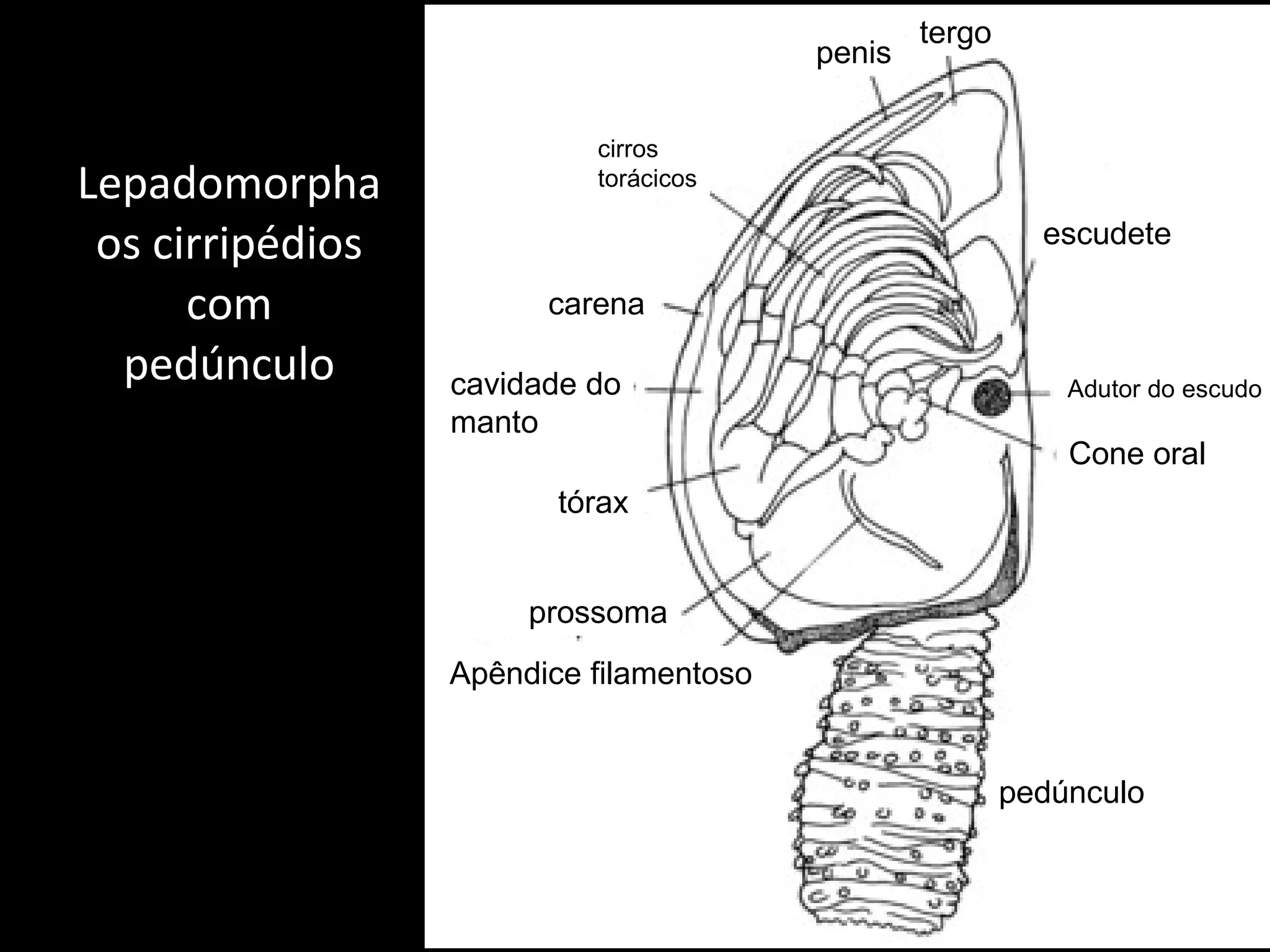 Lepadomorpha os cirripédios com pedúnculo pedúnculo tórax cavidade do manto prossoma escudete carena cirros torácicos tergo penis Apêndice filamentoso Adutor do escudo Cone oral 