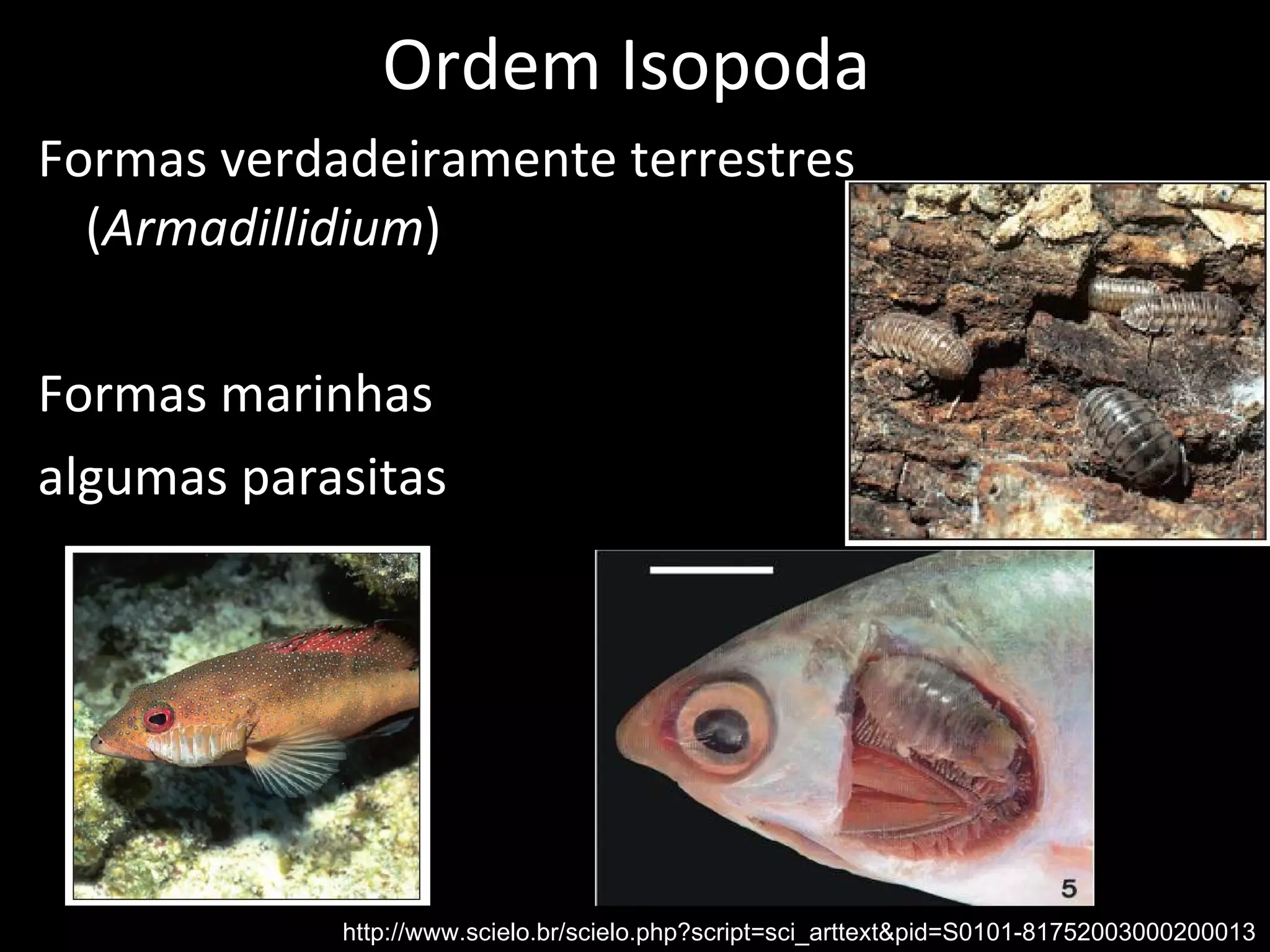 Ordem Isopoda Formas verdadeiramente terrestres ( Armadillidium ) Formas marinhas  algumas parasitas http://www.scielo.br/scielo.php?script=sci_arttext&pid=S0101-81752003000200013 