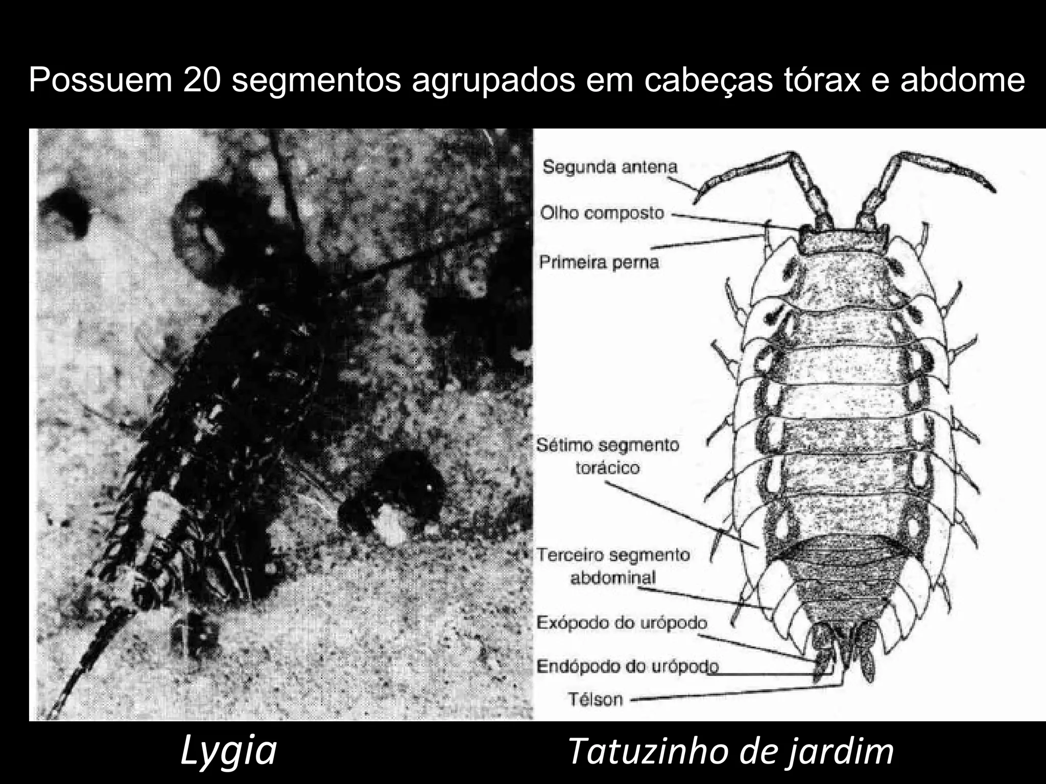 Lygia Tatuzinho de jardim Possuem 20 segmentos agrupados em cabeças tórax e abdome 