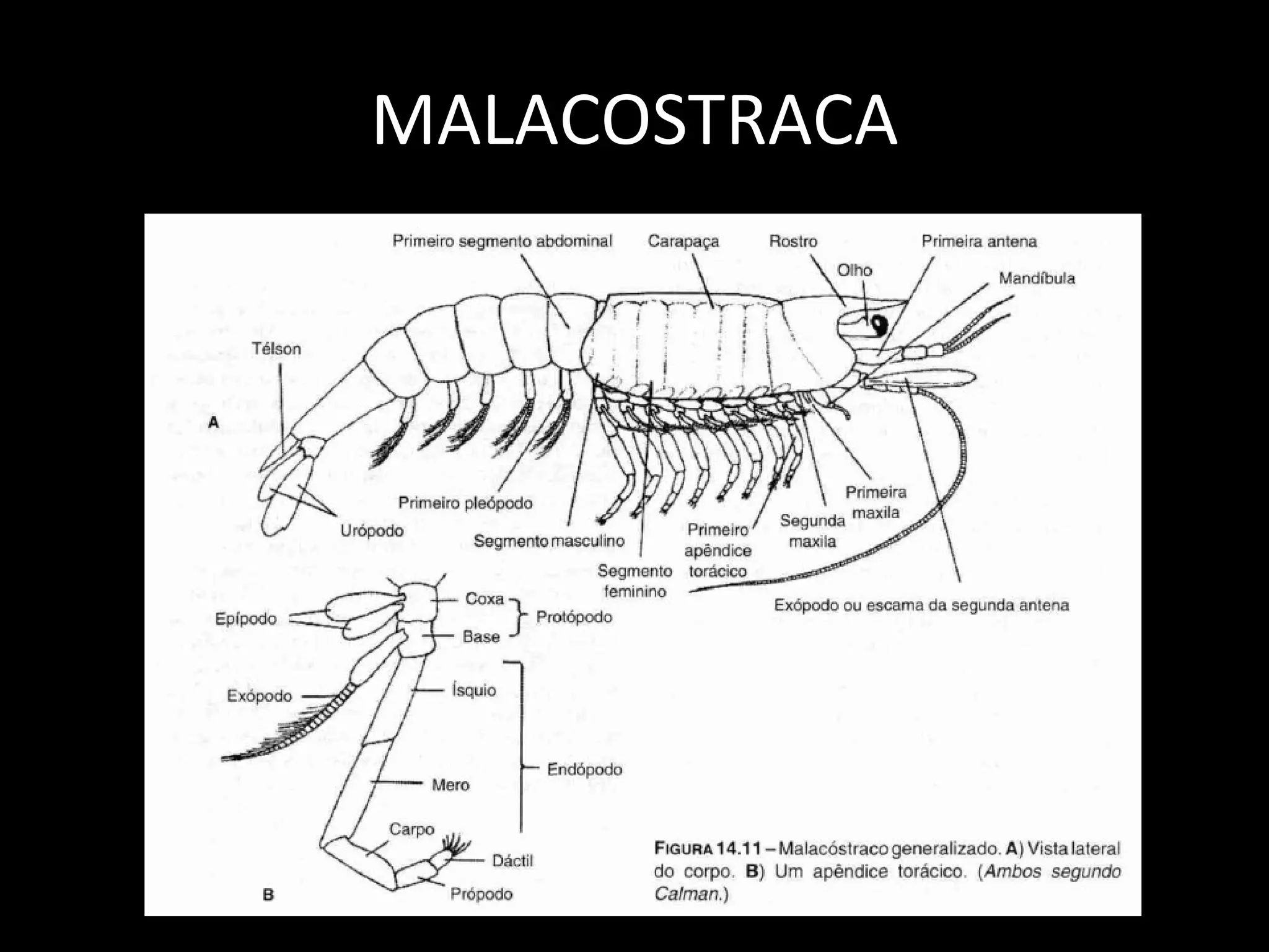 MALACOSTRACA 